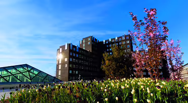 Modern byggnad med glasstruktur till vänster och livfulla tulpaner i förgrunden. En klarblå himmel och ett blommande träd kompletterar scenen.