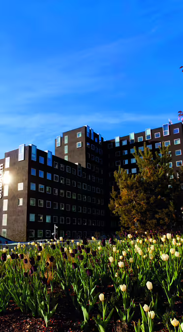 Modern byggnad med glasstruktur till vänster och livfulla tulpaner i förgrunden. En klarblå himmel och ett blommande träd kompletterar scenen.