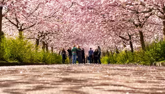 Människor går längs en stig under ett tak av blommande körsbärsblommor. Träden välver sig över gångvägen, med rosa kronblad utspridda på marken. Gröna buskar kantar stigen och lägger till en touch av grönska till vårscenen.